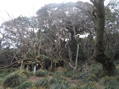 大島のサクラ株。樹齢800年と推定されているオオシマザクラの古木。ただし、天文21年（1552年）の噴火による溶岩流の上に生えていることから、それ以後のもの（樹齢500年未満）であるという説もある。