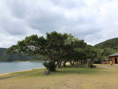諸鈍（しょどん）は島で最大の集落です。海岸線沿いに樹齢300年を超えるデイゴ並木（写真）が続きます。