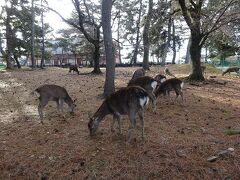 ホテルに荷物を預け、近鉄奈良駅にある観光案内所でバスの1日乗車券をGET★
ここから歩いて奈良観光のスタートです。まずは興福寺に向かいます。
歩いている途中で私たちの一番の謎だった「鹿のいる奈良公園ってどこ？（地図を見ても奈良公園の記載がない）」は、あっけなく解決。
鹿がもういた！！