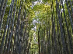 9時40分　竹林の小径

ちらほら人がいるけど、すいすい歩ける。
天気がいいしこの後はすごく混みそう。
実際、戻るときにはこちらに向かってくる観光客がたくさん。
次来るときは朝一番に来ます。