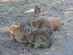 うさぎも実験に使われたのか・・・は不明ですが、今が平和であることを示しているようですね。