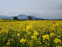 いつも混む飯山の菜の花公園も朝8時前なら空いていました。