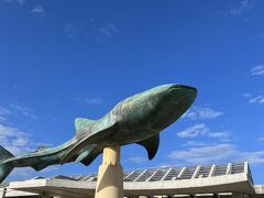 「美ら海水族館」
シーズンオフなので駐車場も余裕がありました。

青空にジンベイザメが悠々と泳いでいます。