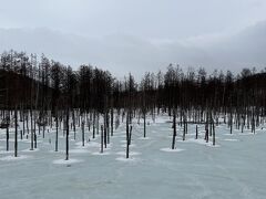 青い池に立ち寄りました。雪があったので、青白い池になっていました。池から生えている木立は幻想的でした。