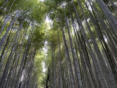 駅から徒歩5分ほどで、竹林の小径に到着。トロッコ列車嵯峨駅からは坂道を下るので、のんびり景色を見ながら竹林を鑑賞することができます。