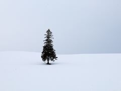 当初は青い池に行くつもりでしたが、天候の関係から、先にクリスマスツリーの木へ。
雪原にポツンと木が一本です。