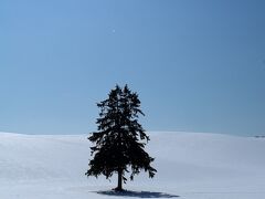 添乗員さんの配慮で八幡丘にある春よ来いの木。
この木も雪原に一本ポツンと立ってます。