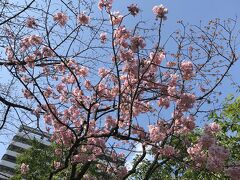 ソメイヨシノと異なる桜。