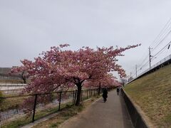 数日前に行った 空堀川沿いの 河津桜です