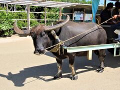 由布島水牛車　イケメンの水牛