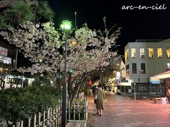 若宮大路に、早咲きの桜の木が１本あり、満開でした。
こんなに早く、夜桜を楽しめるなんて(^^♪。