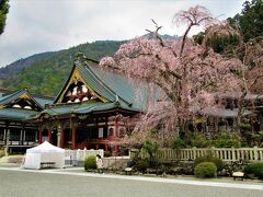 ここが一番の桜の見どころですが満開にはまだまだです。