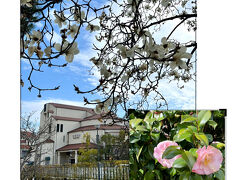 ３月１６日（木）

花のみちは春真っ盛り！

コブシの花やツバキ（たぶん…）、