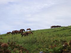 その後、念願の都井岬へ！
エリア内に入ってすぐ「小松ヶ丘」と呼ばれる丘陵斜面で
御崎馬が迎えてくれます！