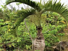 亜熱帯植物楽園由布島