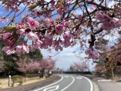 伊豆高原駅の周辺では早咲きの桜が咲いていたよ。とてもきれい。