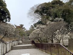 成田山公園梅祭り