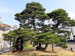 朝に浜松城の周りを少し歩いてみました。

家康公鎧掛松。三方ヶ原の戦いで敗れ、浜松城に逃げ帰った家康が、鎧を脱いでこの松に掛けたという伝説があります。

といっても、この松は三代目みたいです。