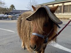 奥入瀬渓流ホテル15:15発の送迎バスに乗車
およそ１時間で星野リゾート青森屋に到着しました。

奥入瀬も青森屋も泊まってみたいけど移動が…
なーんて、悩み無用
送迎してもらえるのはとってもありがたい。

かわいいポニーちゃんも出迎えてくれます