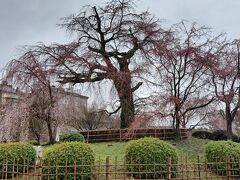 円山公園の桜はずいぶん時間がたっているんだろうなあ。周りの木々が華やかに盛り上げている。