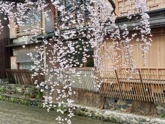 想像以上に京都は外国人さんだらけ。そんな中でも寒くて雨で早朝となると、祇園の界隈もまばらな人。この桜も何度も見てきたんだろうな。わたし。