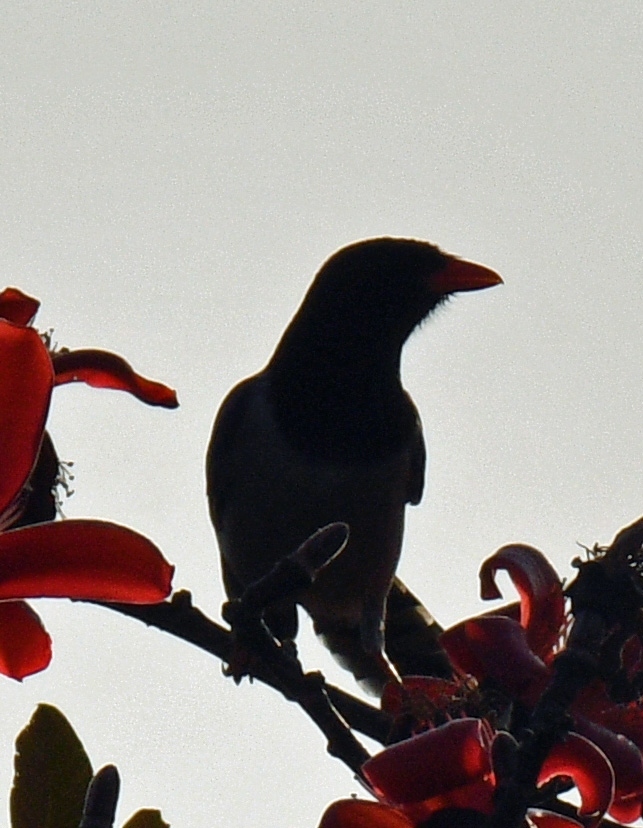 ２０９：イエガラス