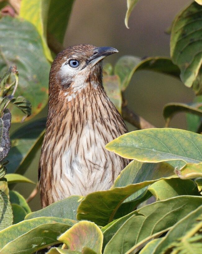 ２５３：タテジマヤブチメドリ<br /><br />ネパール唯一の鳥類固有種