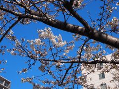 染井吉野公園には親品種のエドヒガンとオオシマザクラが植栽されています
少し早い時期だったのでポツポツと咲き始めたくらい