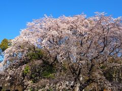 お目当てのしだれ桜です！
圧倒される大きさ