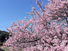 ここから、日野という場所にある菜の花畑まで散策します。
日野から下賀茂まで歩いてもよいのですが、下田駅行のバスは、日野からの方が本数が多いので、予定が立てやすいと思います。