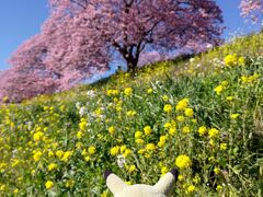 桜に加えて、菜の花も咲いているので、河原に降りると、菜の花と桜を両方楽しむことができます。

また、河津に比べて、だいぶ空いているので、ゆっくり花を楽しめます。