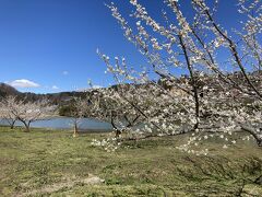 梅と湖。
湖は犀川を堰き止めたダム湖