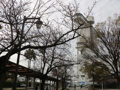 クルーズ船のノーティカを出迎えるために名古屋港ガーデンふ頭にやって来ました。
桜の花のつぼみが目立ち、間もなく開花するようです。