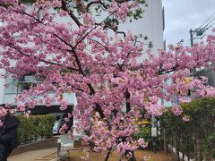 北口を出て、ちょっと歩くとすぐに桜神宮が左側に見えてきました。
入口から御朱印を頂く方の列ができていました。
早速、濃いピンクの河津桜が見えて、テンションが上がります。