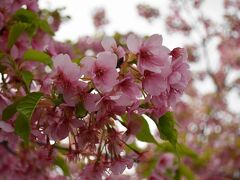 河津桜。近くで見るとピンク色が濃くて、とっても可愛らしい。