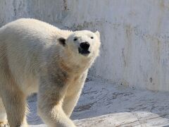 ホッキョクグマのホウちゃん
