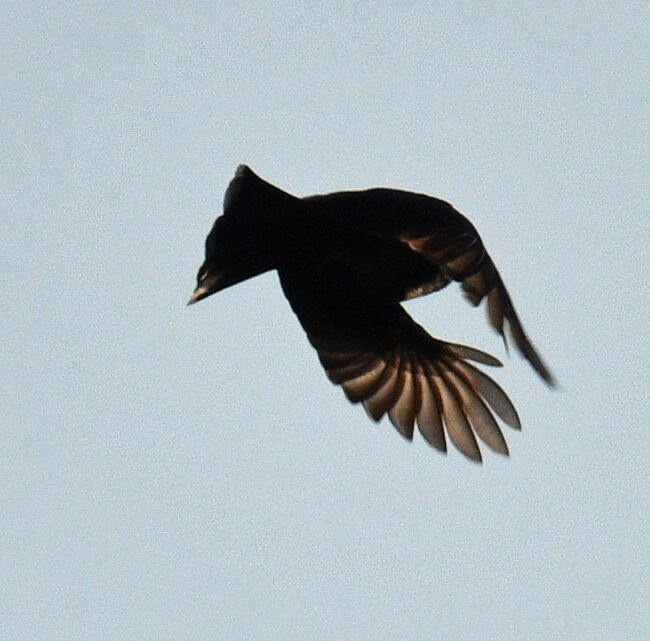 ２２５：シリアカヒヨドリ