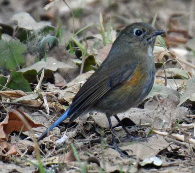 ２６１：チメドリの仲間