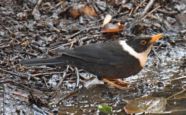 ２８１：シロエリツグミ　♂