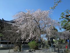 ショートカットで「本覚寺」を通り抜けたら、枝垂桜が満開！
これもまた思いかげなくて、ハッピー♪