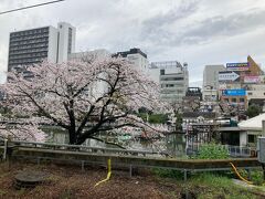飯田橋駅に着いた。満開だろうソメイヨシノ向こうに江戸城の外堀、そしてカナルカフェ。