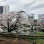 花が咲いたから出勤前に、飯田橋駅から市ヶ谷駅まで一駅分を、中央線沿いに桜並木がある外濠公園を歩きました。