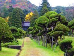 松山歴史公園から車で数分。今回お目当ての
「總光寺」へ到着！
オオッ！この景色です！山形観光のパンフレッ
トやＨＰでは何度も観ましたが、やはり実物の
オモシロサはタマランですなあ！！ まるで
火星人が参道でお出迎えしてるような（笑）。
ちなみにこのきのこ松の樹齢はナント4百年！