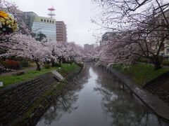 「富山市役所展望塔」のすぐ先が「松川辺り」でした。川辺りには桜が咲いていました。あいにくの雨模様でしたが桜は綺麗でした。