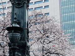 日本橋のすぐ横の桜が満開です♪
天気は悪いです…