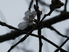 千巌山へ寄ってみますが、桜の花はぽつぽつと数えるほどのみ咲き始めていただけでした。