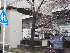 シドモア桜

“日米友好の象徴として知られるワシントンの桜は、シドモア女史が発案者で移植実現の影の立役者であったことを多くの人に知ってもらい後世に伝える。”

ＨＰより。

https://www.scidmoresakura.jp/

これは「里帰りの桜」であるらしい。

