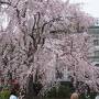 山下公園の枝垂桜と今治白楽天の焼豚玉子飯。