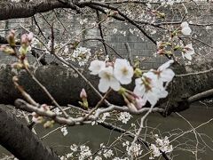 例年より10日早く、3月14日に、東京で桜の開花宣言が出ました。