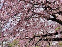 上野公園に桜を見に行ってきました。入り口の桜は満開でしたが、園内の桜は、まだ先といった感じです。